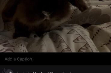 Secret dog?