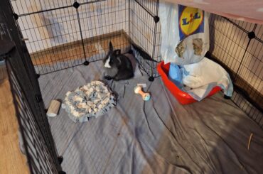 Bunny Enclosure