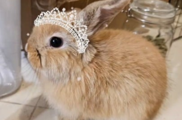 Bunmum with too much free time