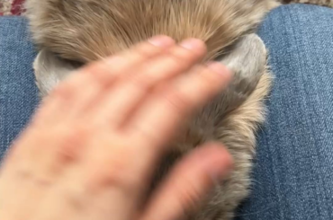 Ozzy loves to be loved