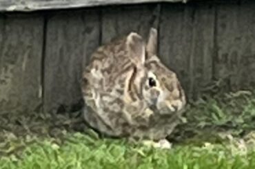 Wild or dumped pet? Please help. Hasn’t left my yard in almost two hours.