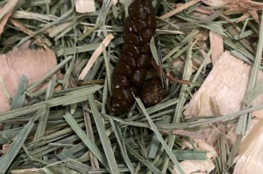 irregular bunny poop?