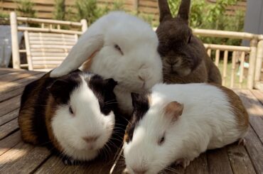 Our Little Four 🤎