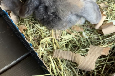 I made my Easter bunny an “Easter egg hunt”!