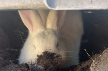 His little nose 😭