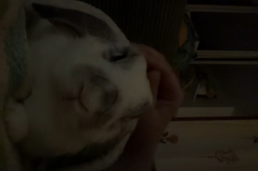 Recently found out my bun enjoys a lil blankie from time to time