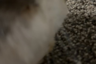 Does this sound like tooth grinding in pain? Read desc