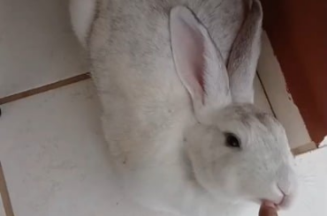 Look at that little pink tongue and that little mouth stained green