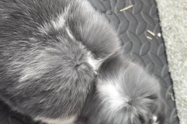 Why does my rabbit headbutt me as he walks past ?