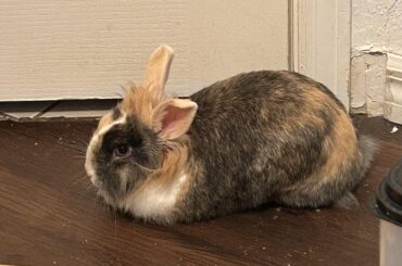 Bunny Spay help!!