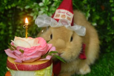 I made a cake for my little rabbit!