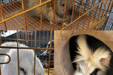 Concerned about some petting zoo bunnies