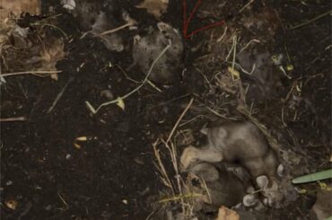 Blessed by the bunny distribution center