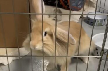 What breed is my bunny?