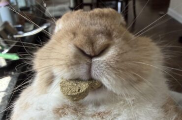 Peanut snuck into the snack jar and refuses to give up the goods