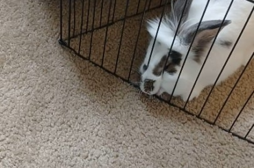 Anyone know why he does this?