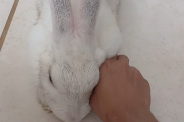 Have you holdyour bunny's hand today?