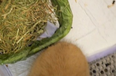 A++ for Miso on litter training