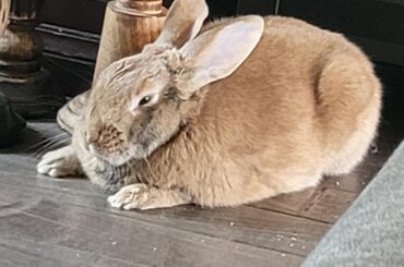 LOAF KINGG