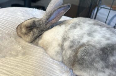My rabbit’s fur darkening as he ages
