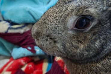 The criminal and her crime