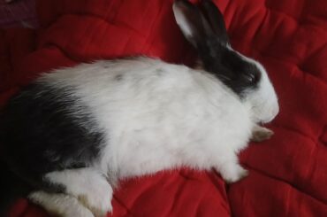 What's your favourite sleeping position everyBunny?