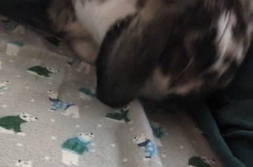 *scritch scratch before the existential dread kicks in*
