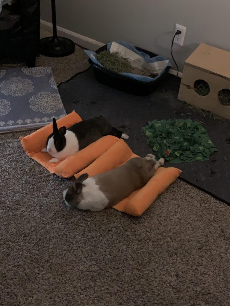 Double Dutch Noodles