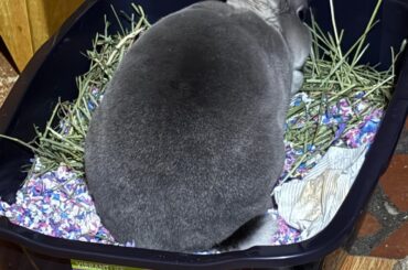 Litter box upgrade!