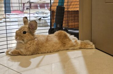 It's illegal to buns like that Miso