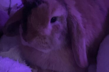 Can anyone give me any advice on what to do before and after i have my bunny spayed?