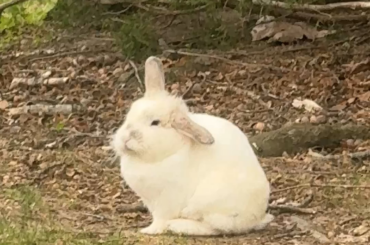 What kind of bunny is this… I know she doesn’t belong in the wild. I keep seeing her in my neighborhood