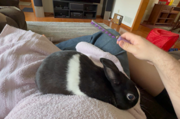 Should I comb from head to tail or tail to head? (video inside)