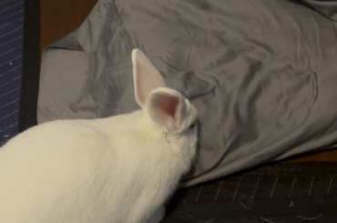 Why does he lick my pillows lol