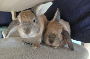how to rabbit-proof living room?