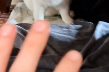 GIVE PETS OR PERISH