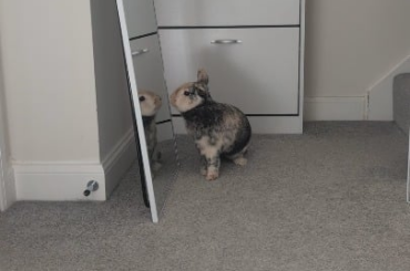 Miggy is baffled by the concept of our new mirror