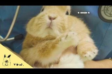 I have a bunny that is never afraid of going to the Vet