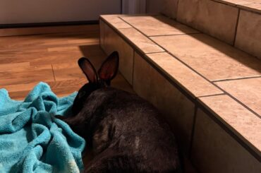 Buns towel