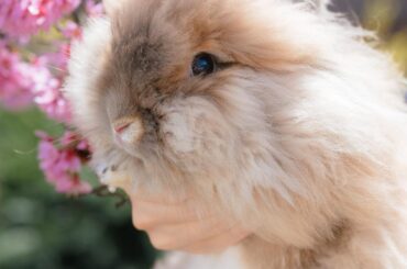 Bunny blossoms 🌸