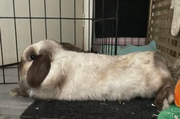 Rescue Rabbit Flopping On 2nd Day— Normal??