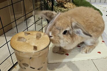 A honey cinnamon latte with a side of Miso
