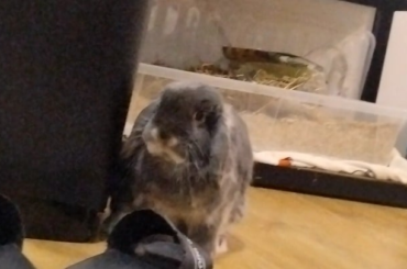 Caught him making out the trashcan again (there's a few apple cores in there and he KNOWS it)