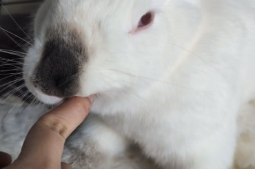 lick lick