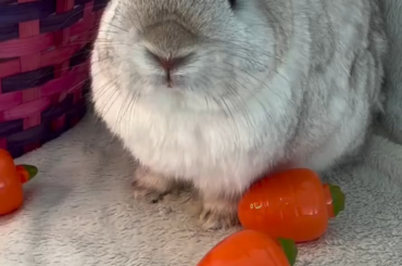 POV: the easter egg stand a chance 🐰 🥚