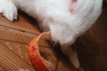 Yumi yumi