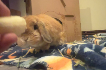 Romeo DEVOURS poor helpless banana 🍌