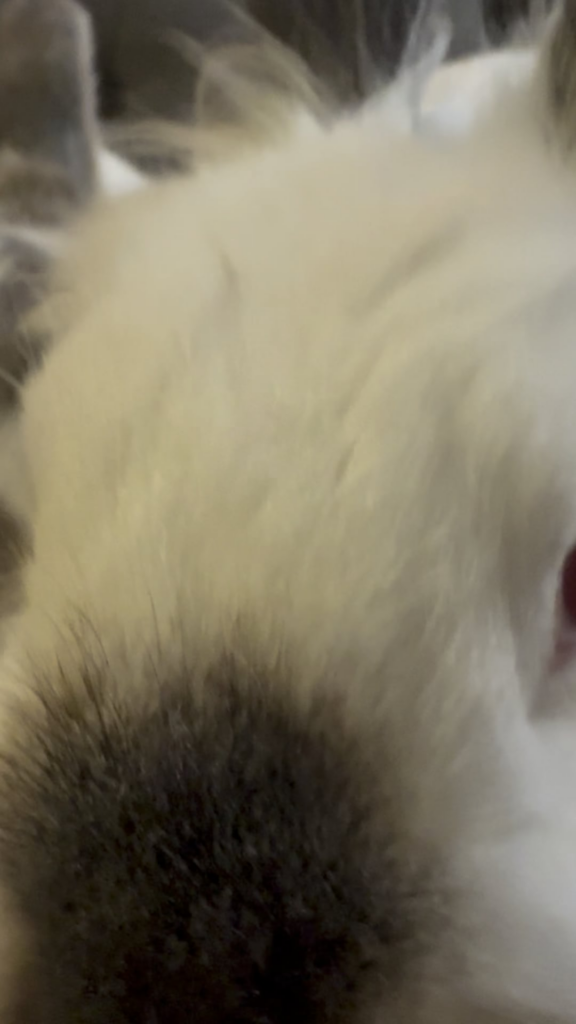 BSA: Treat addiction is real