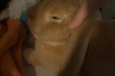 Liking or just tolerating?