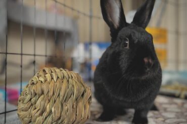 My Adopted Bunny Pepper🌶️🖤